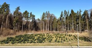 angrenzender Wald
