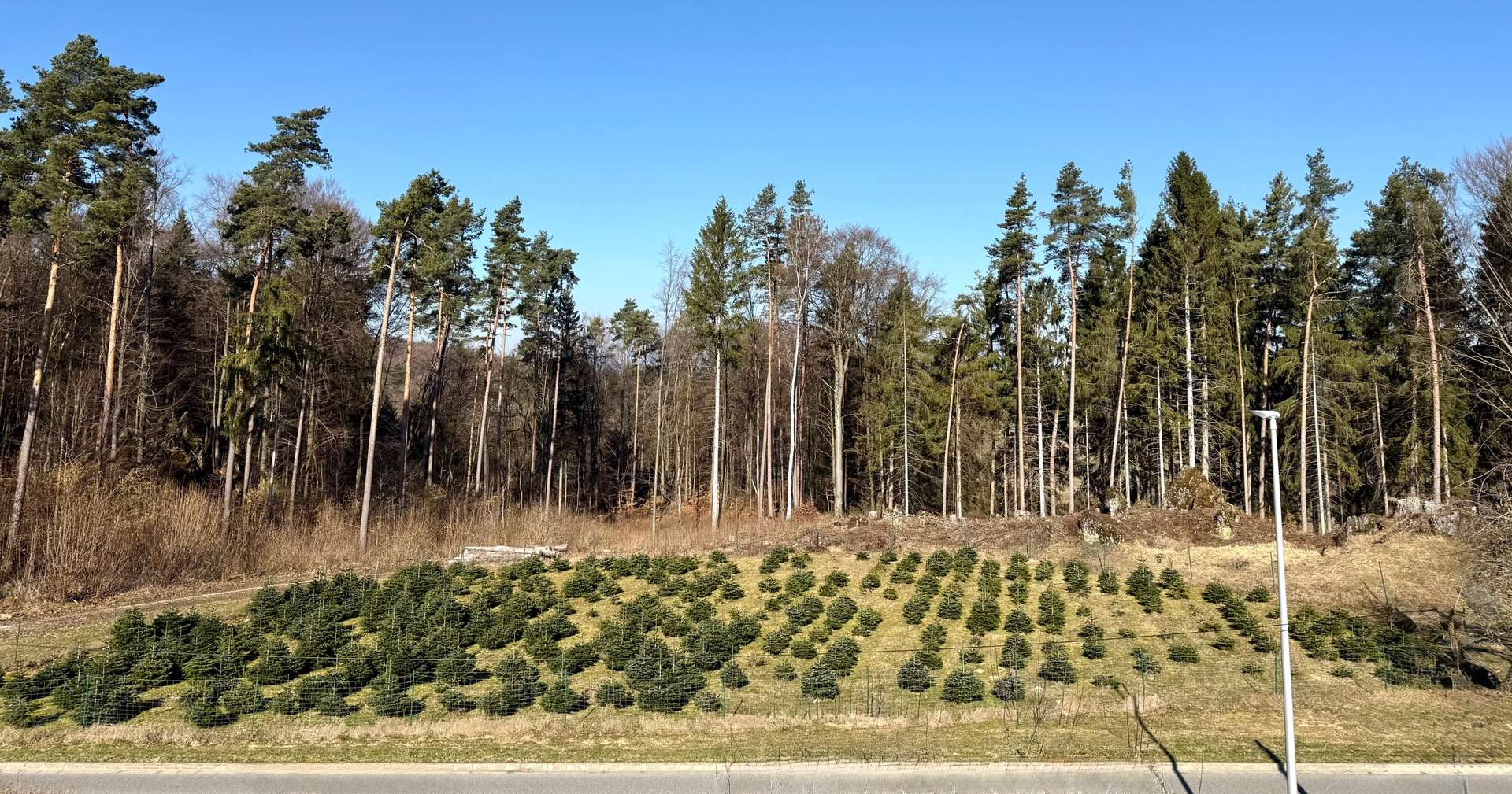 angrenzender Wald